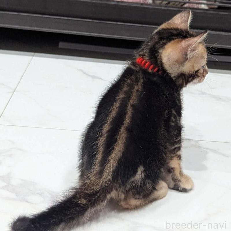 販売中の静岡県のベンガル-136190の2枚目