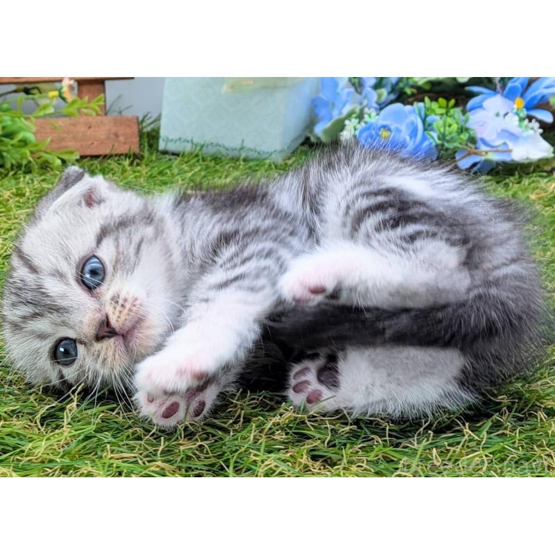 販売中の大阪府のスコティッシュフォールド(折れ耳)-136192の9枚目