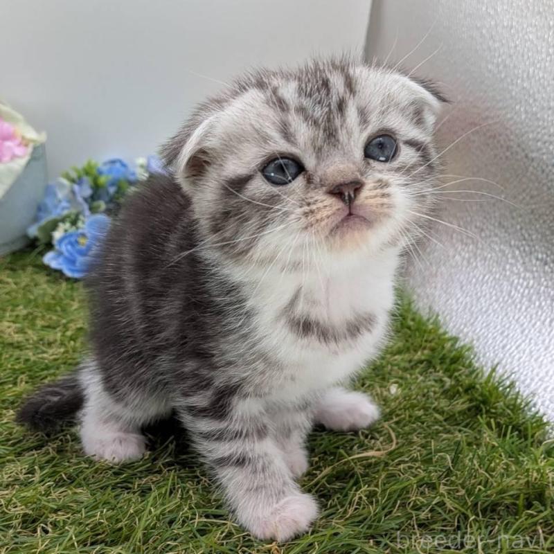 販売中の大阪府のスコティッシュフォールド(折れ耳)-136192の8枚目