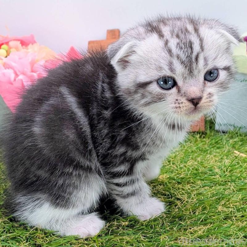 販売中の大阪府のスコティッシュフォールド(折れ耳)-136192の7枚目