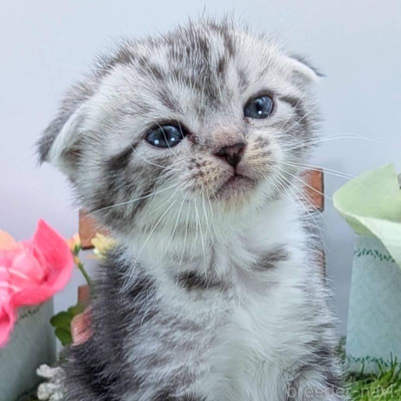 販売中の大阪府のスコティッシュフォールド(折れ耳)-136192の6枚目