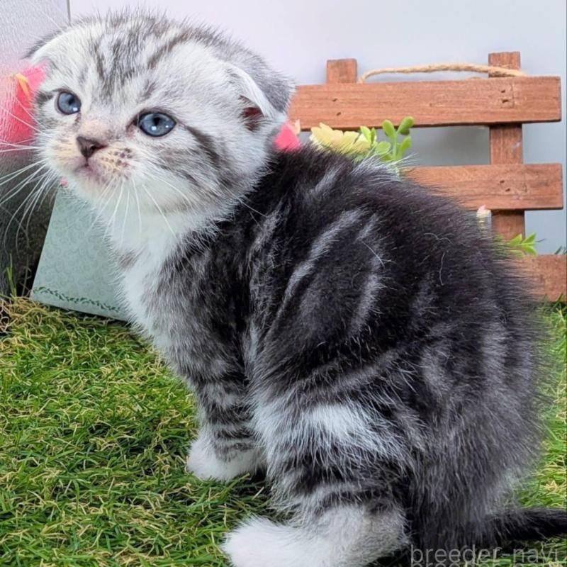 販売中の大阪府のスコティッシュフォールド(折れ耳)-136192の5枚目