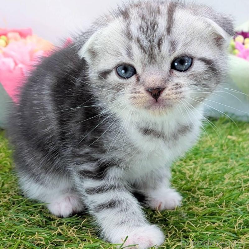 販売中の大阪府のスコティッシュフォールド(折れ耳)-136192