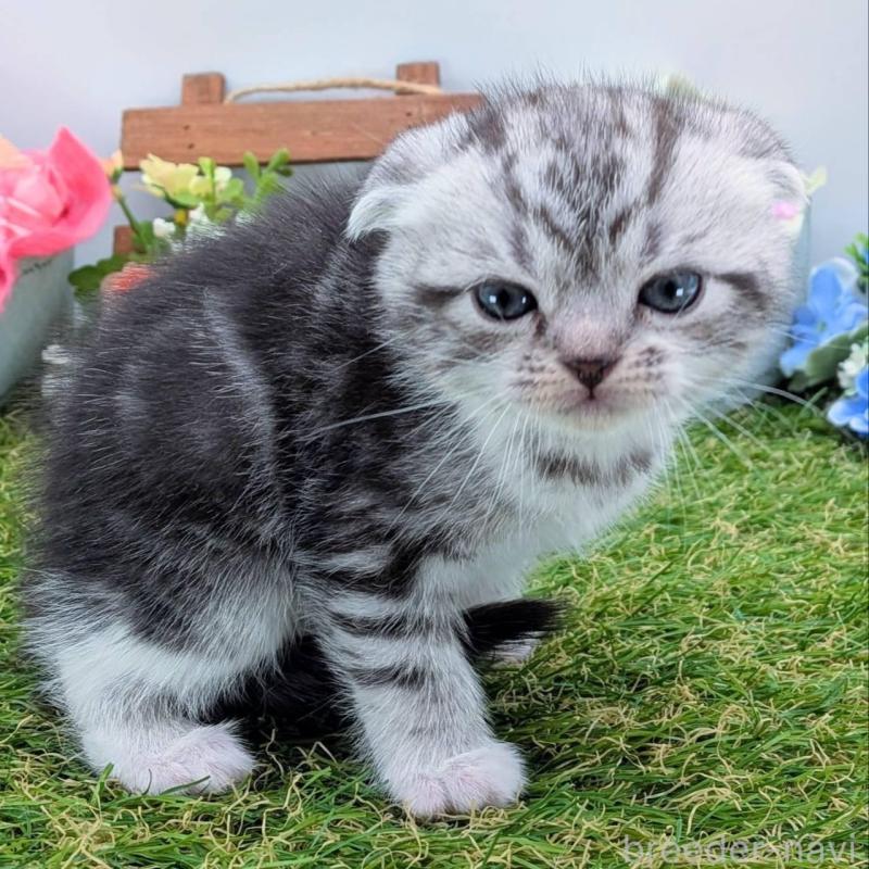 販売中の大阪府のスコティッシュフォールド(折れ耳)-136192の3枚目