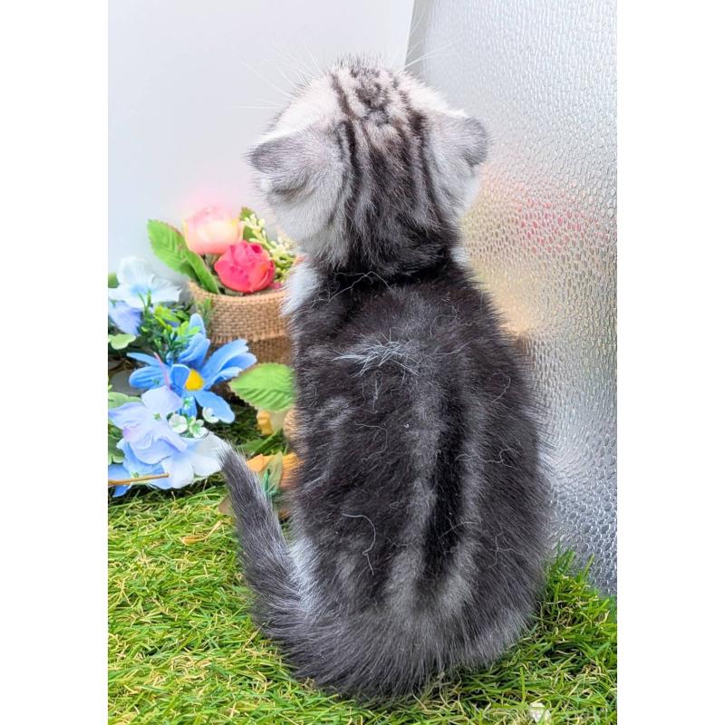 販売中の大阪府のスコティッシュフォールド(折れ耳)-136192の2枚目