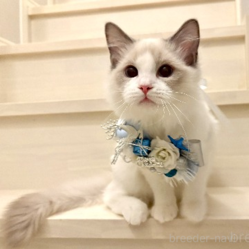 販売中の東京都のラグドール-136193の4枚目