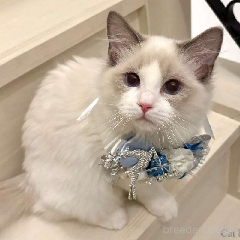 販売中の東京都のラグドール-136193の1枚目