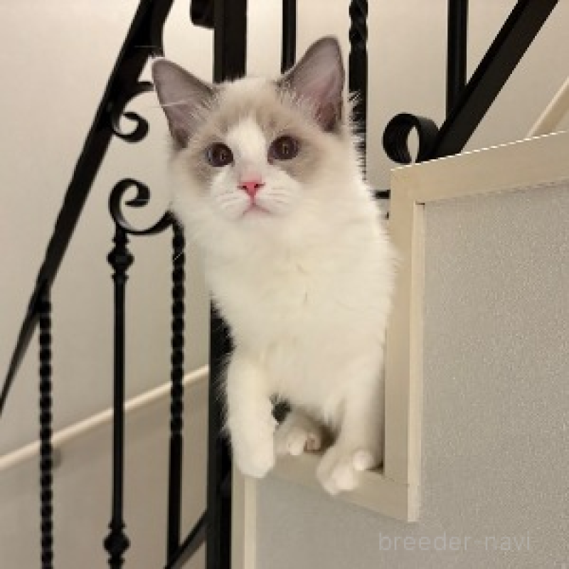 販売中の東京都のラグドール-136193の3枚目