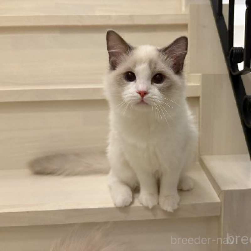 販売中の東京都のラグドール-136193の2枚目