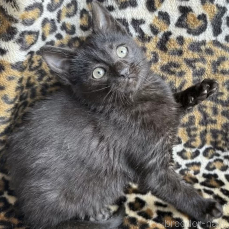 販売中の愛知県のサバンナキャット-136194の2枚目