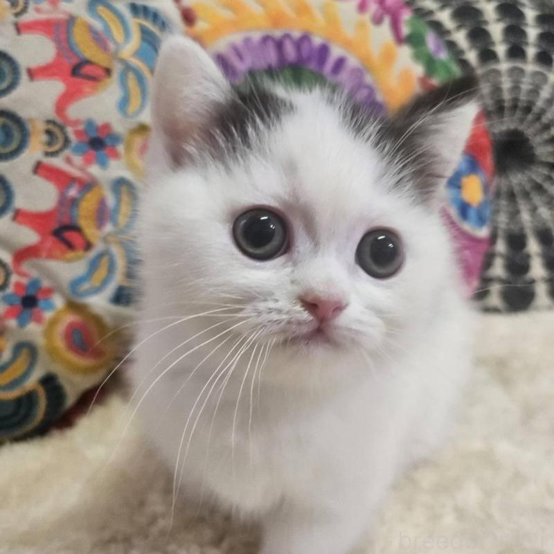 販売中の大阪府のマンチカン(短足)-136195