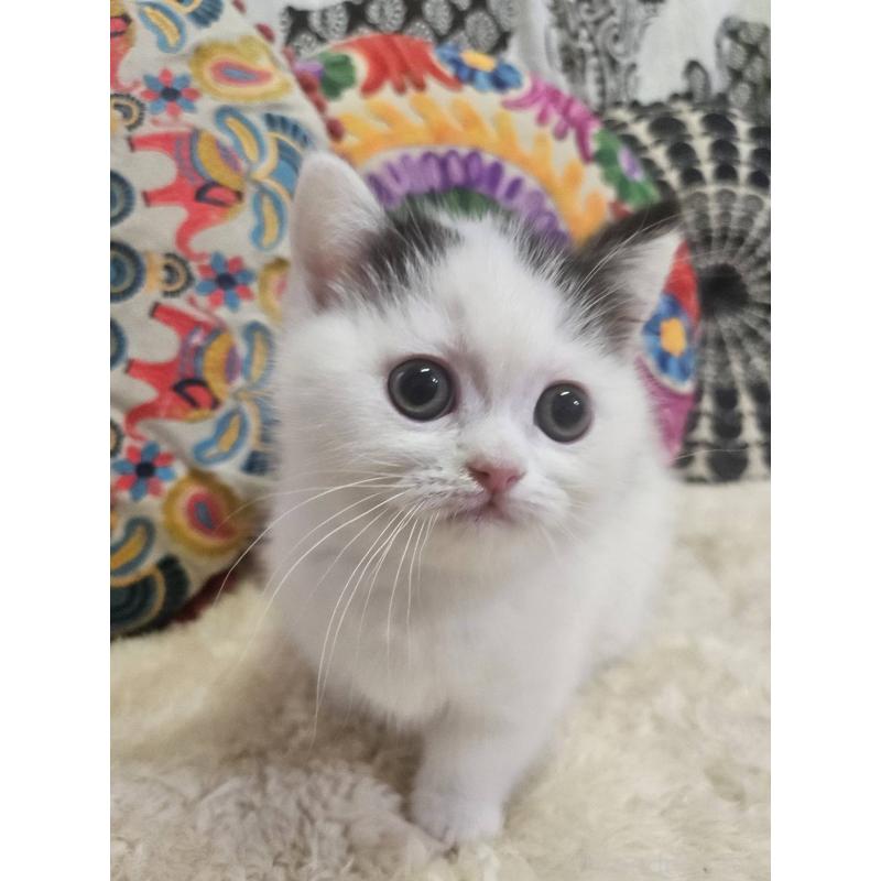 販売中の大阪府のマンチカン(短足)-136195の5枚目