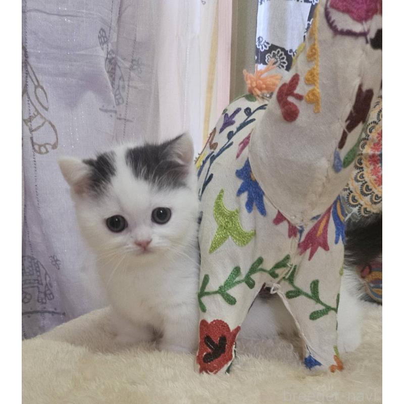 販売中の大阪府のマンチカン(短足)-136195の2枚目