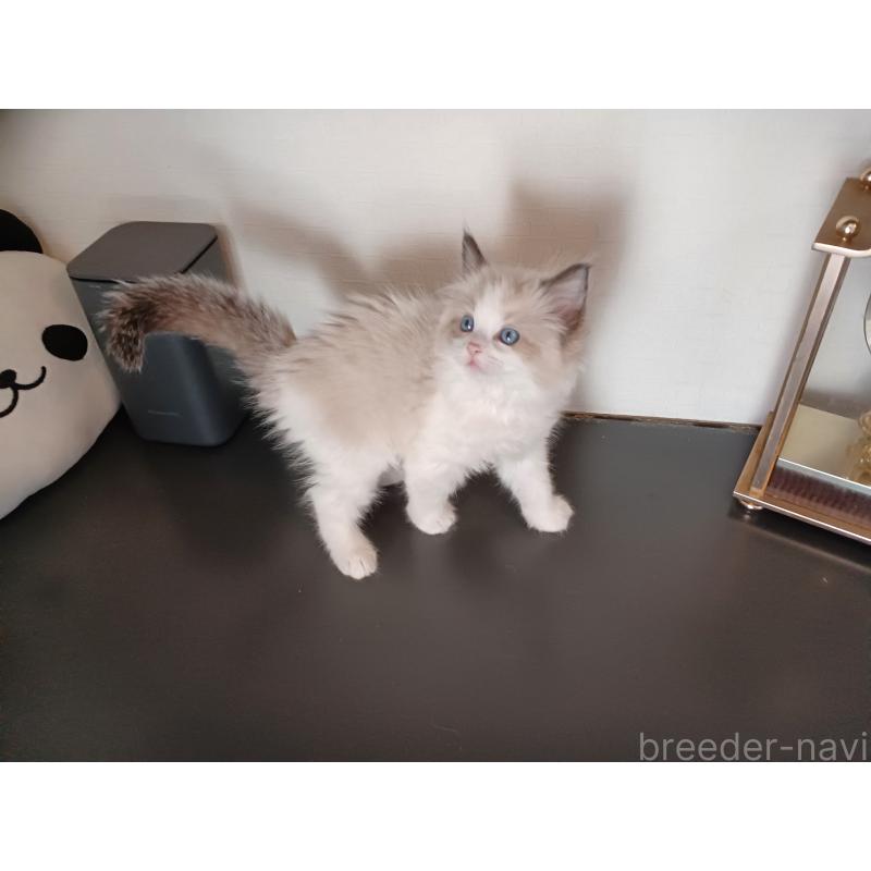 販売中の東京都のラグドール-136196の8枚目