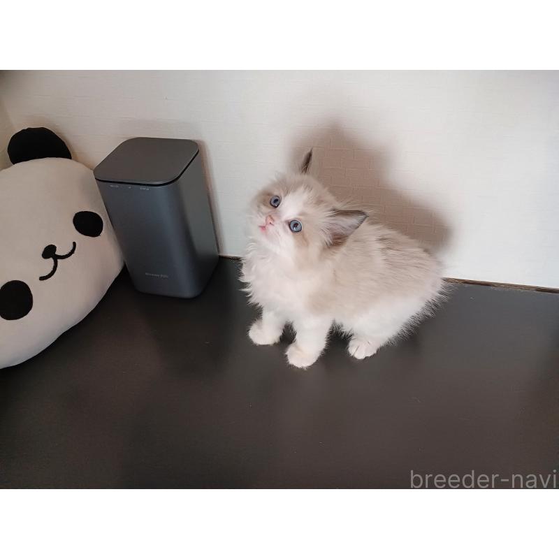 販売中の東京都のラグドール-136196の7枚目