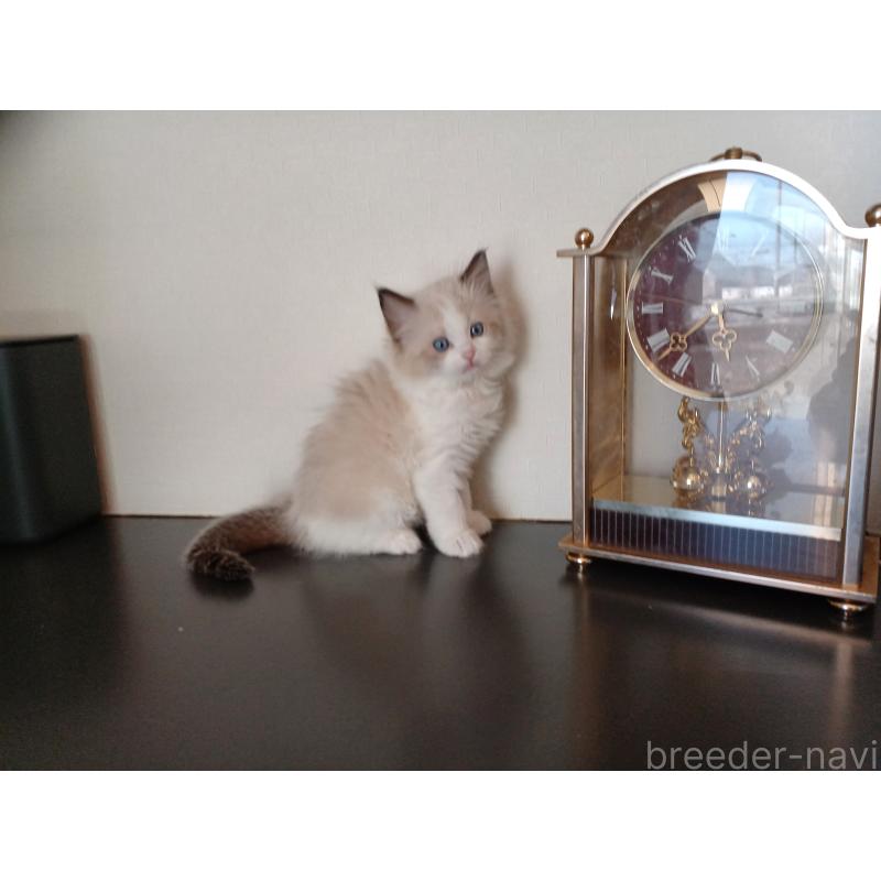 販売中の東京都のラグドール-136196の6枚目