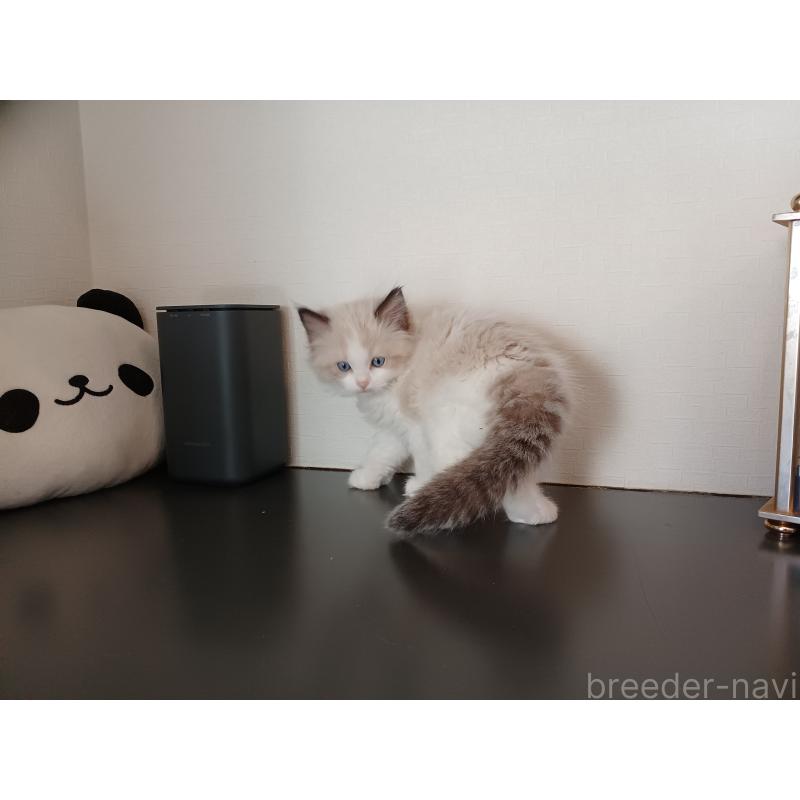 販売中の東京都のラグドール-136196の5枚目