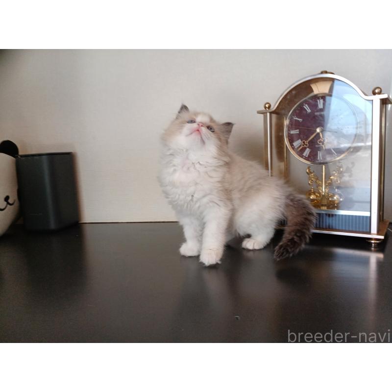 販売中の東京都のラグドール-136196の4枚目
