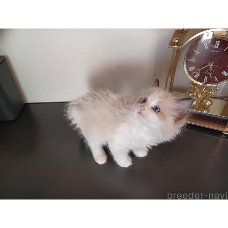 販売中の東京都のラグドール-136196の3枚目