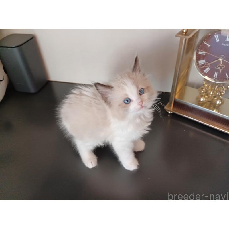 販売中の東京都のラグドール-136196の2枚目