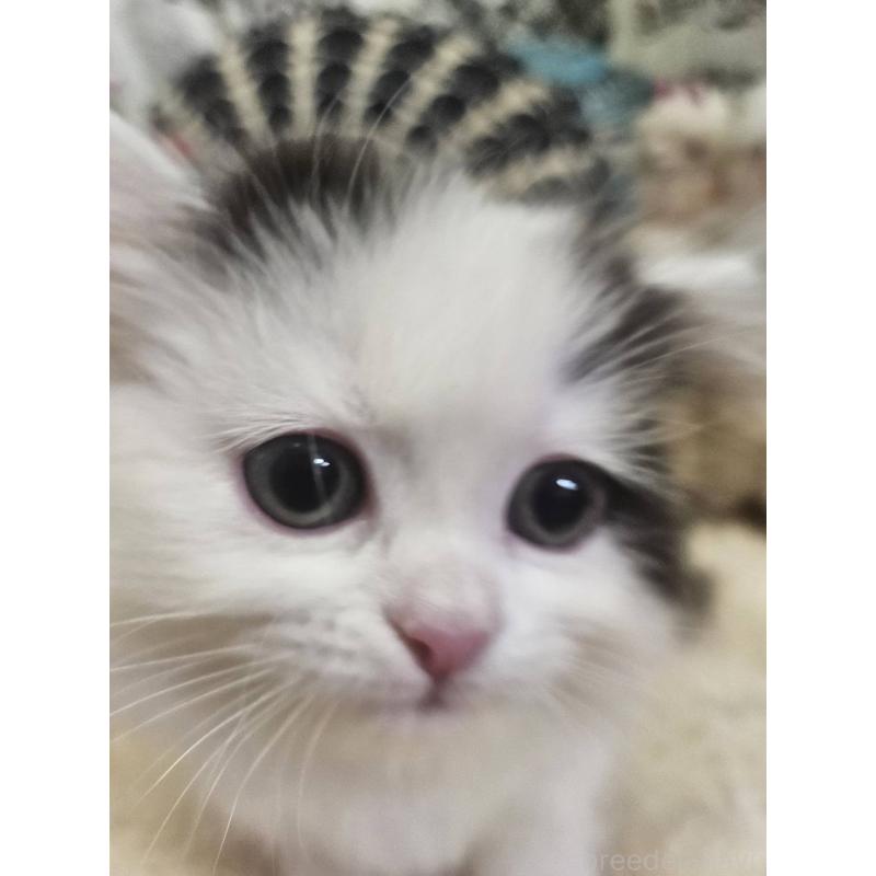 販売中の大阪府のマンチカン(短足)-136197の4枚目