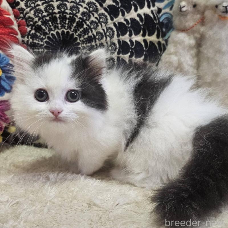 販売中の大阪府のマンチカン(短足)-136197の1枚目