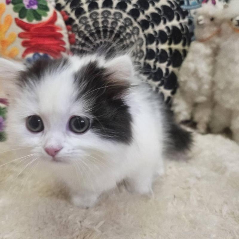 販売中の大阪府のマンチカン(短足)-136197の3枚目