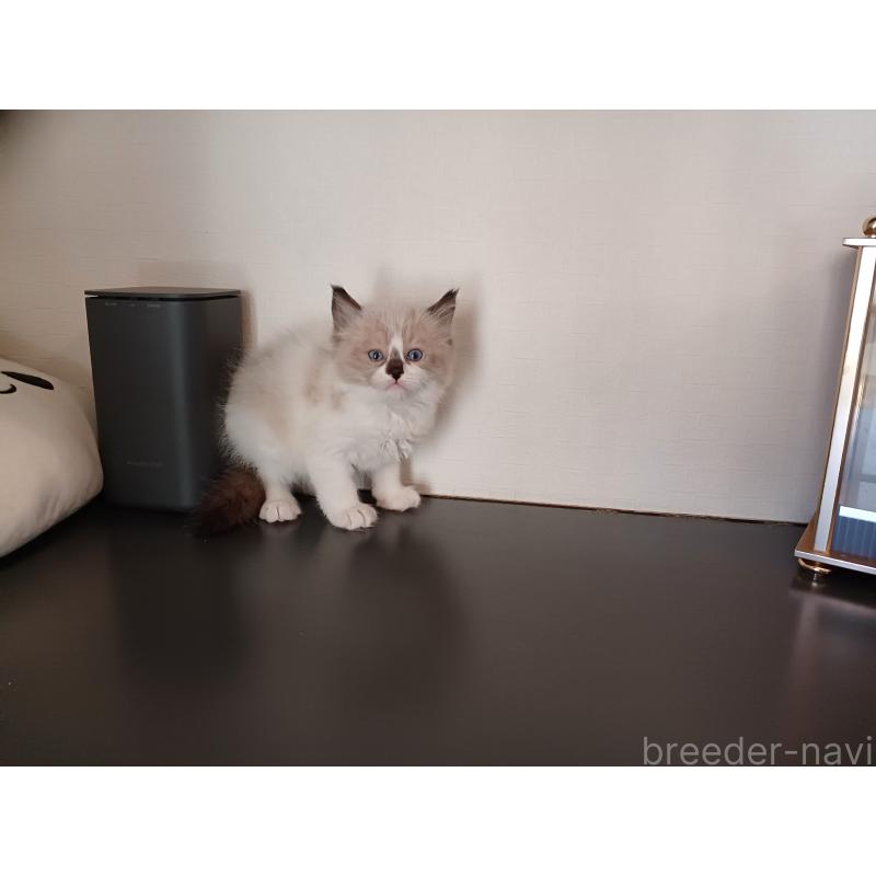 販売中の東京都のラグドール-136198の6枚目