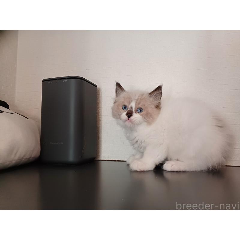 販売中の東京都のラグドール-136198の5枚目