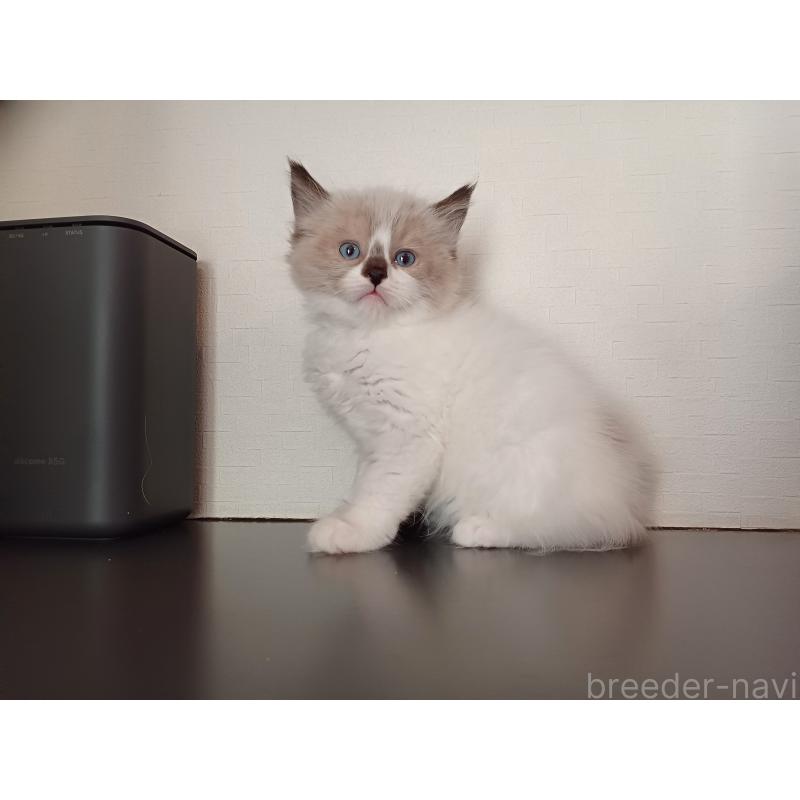 販売中の東京都のラグドール-136198の4枚目