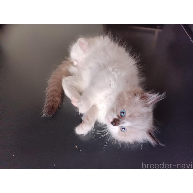 販売中の東京都のラグドール-136198の3枚目