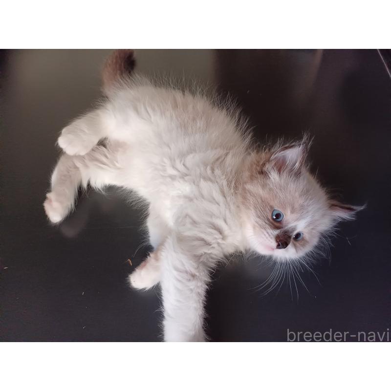 販売中の東京都のラグドール-136198の2枚目