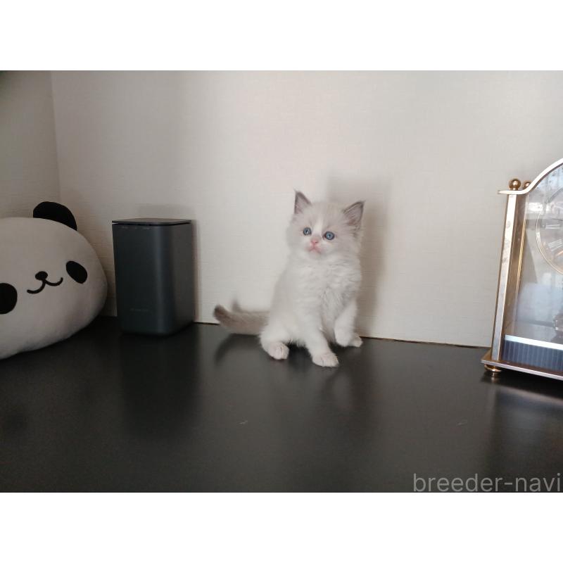 販売中の東京都のラグドール-136200の5枚目