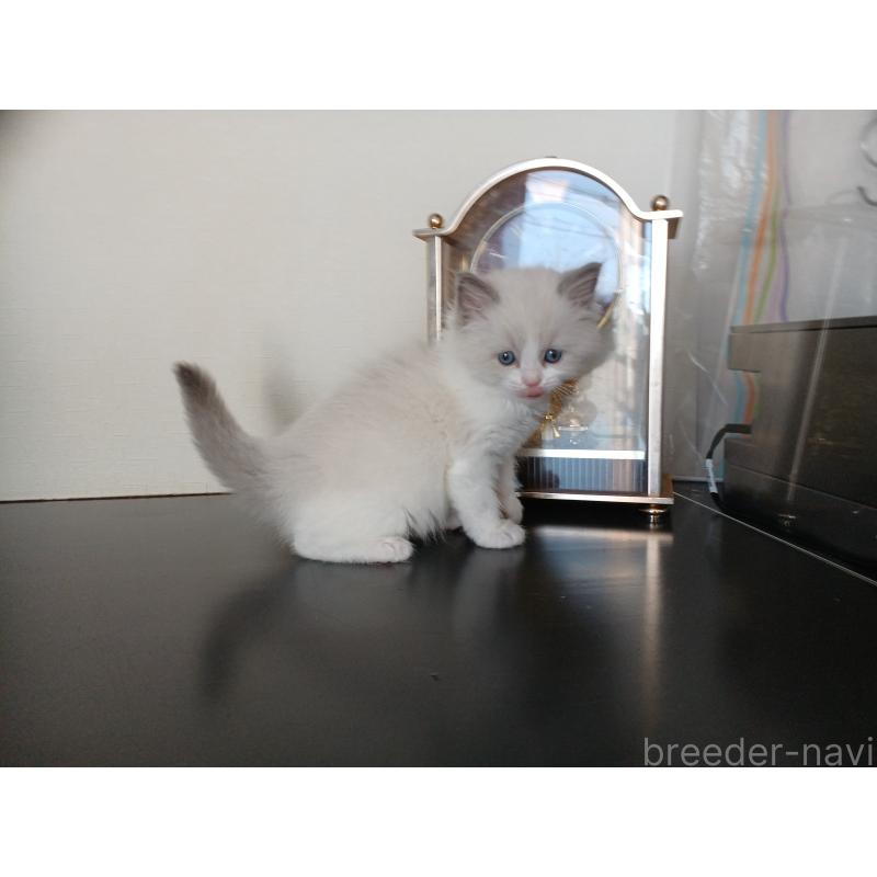 販売中の東京都のラグドール-136200の4枚目