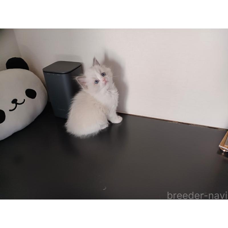 販売中の東京都のラグドール-136200の3枚目