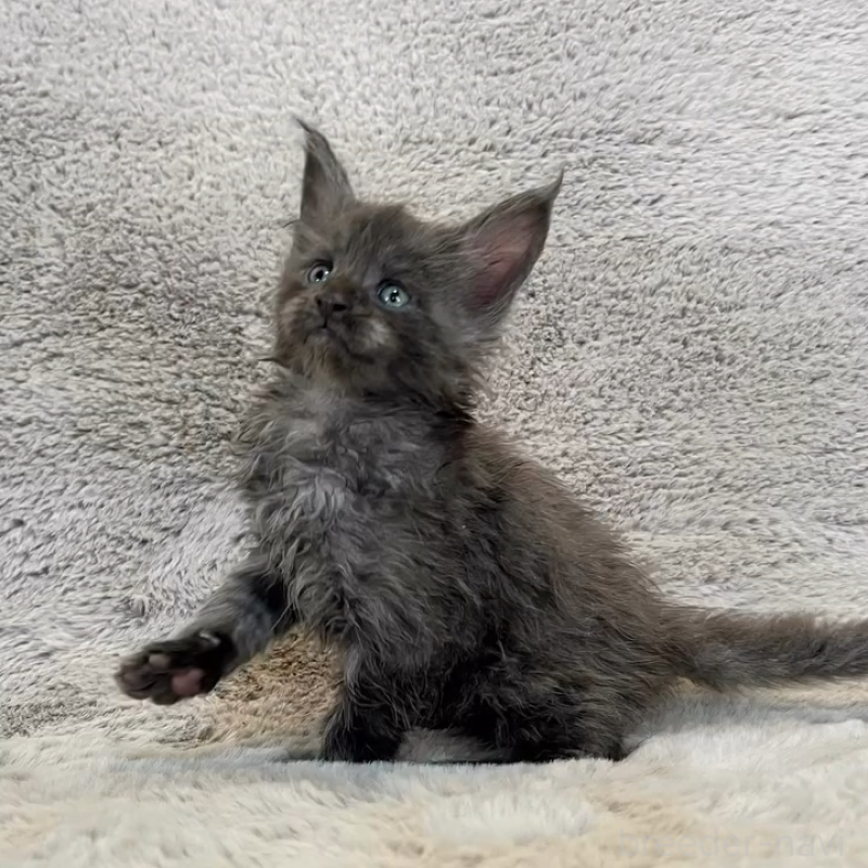 商談中の愛知県のメインクーン-136201の1枚目