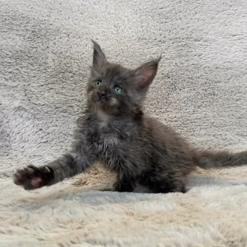 商談中の愛知県のメインクーン-136201の9枚目