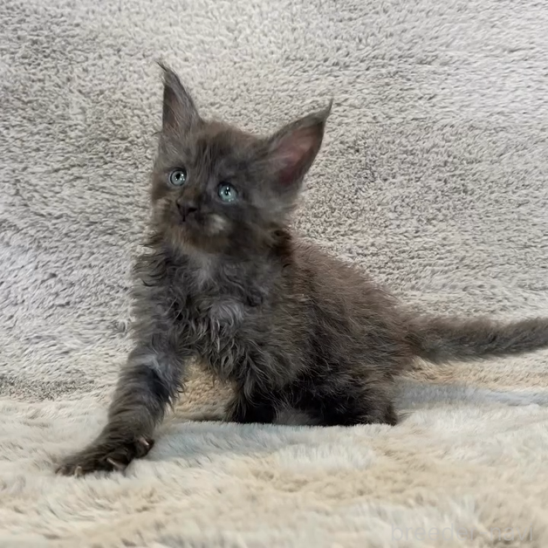 商談中の愛知県のメインクーン-136201の8枚目