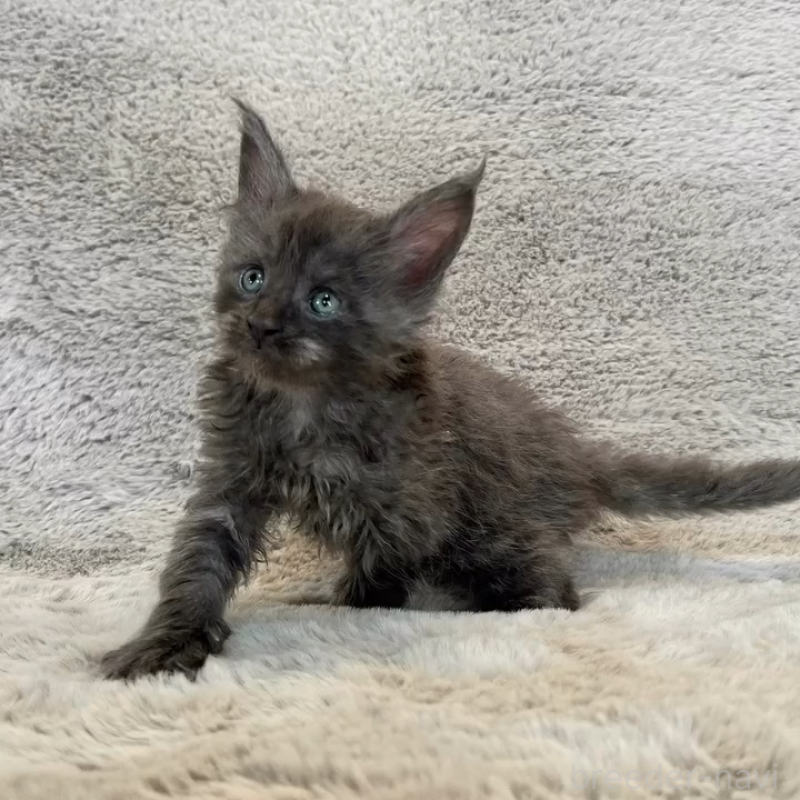 商談中の愛知県のメインクーン-136201の7枚目