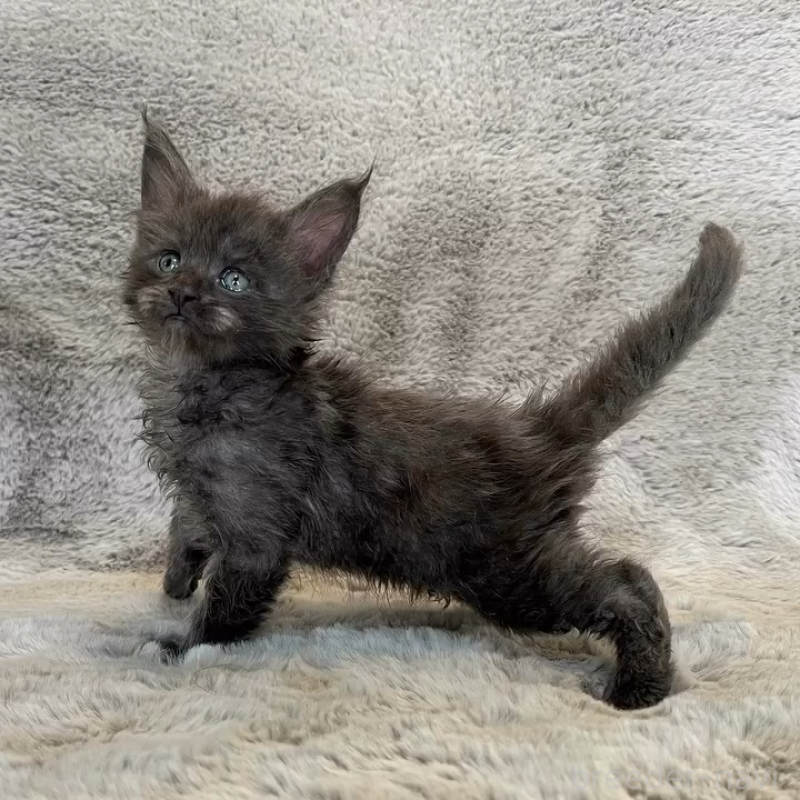 商談中の愛知県のメインクーン-136201の5枚目