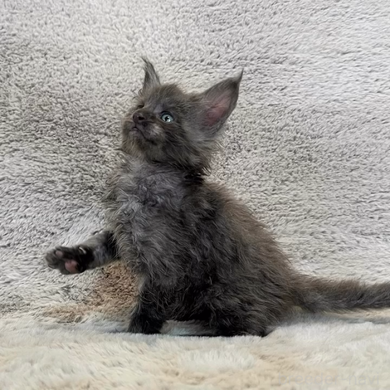 商談中の愛知県のメインクーン-136201の4枚目