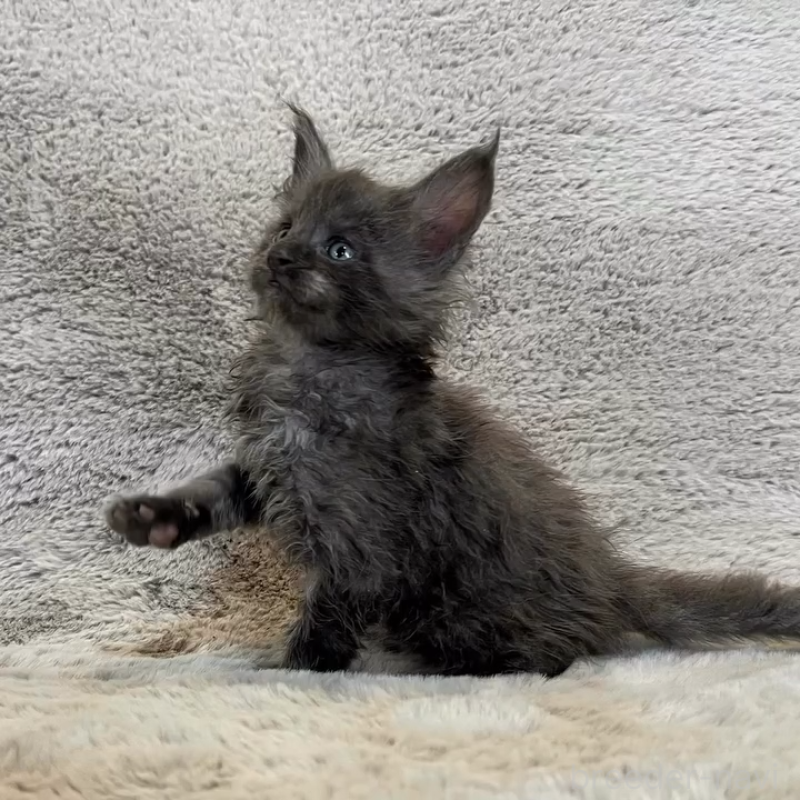 商談中の愛知県のメインクーン-136201の2枚目