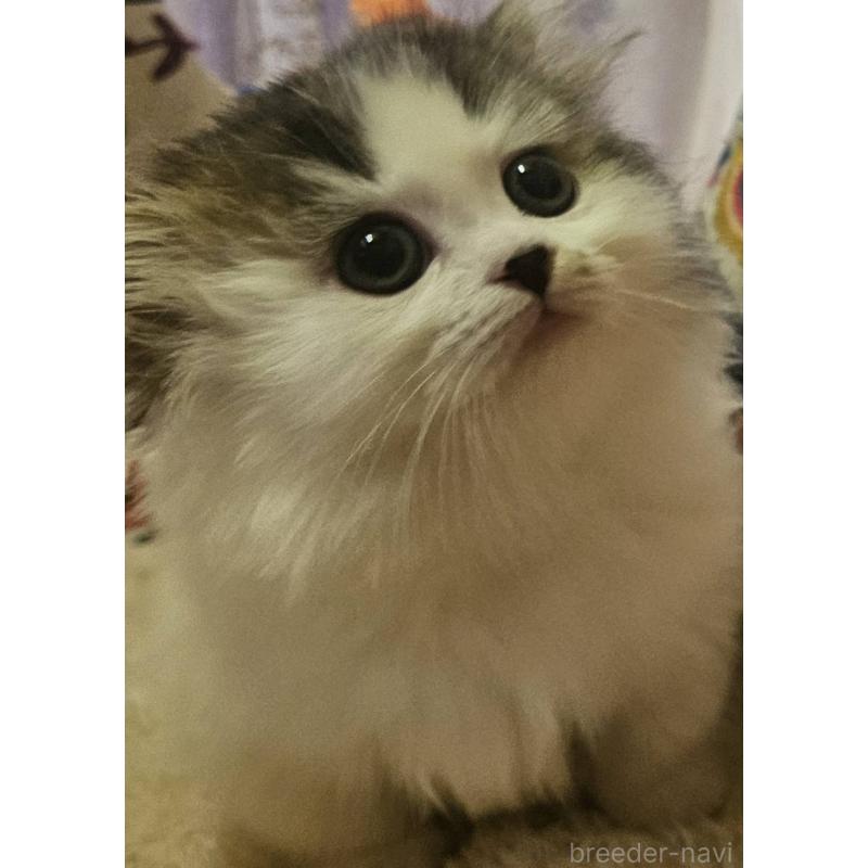 販売中の大阪府のマンチカン(短足)-136199の5枚目