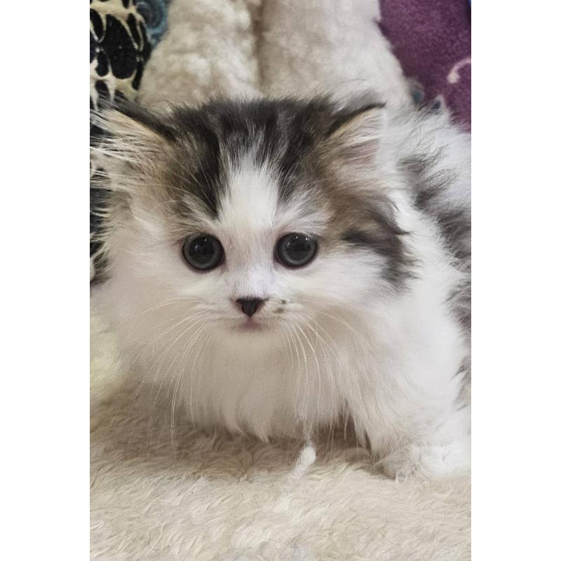 販売中の大阪府のマンチカン(短足)-136199の4枚目