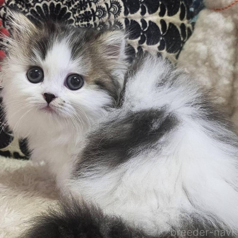 販売中の大阪府のマンチカン(短足)-136199