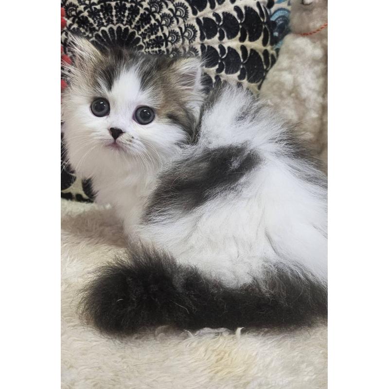 販売中の大阪府のマンチカン(短足)-136199の2枚目