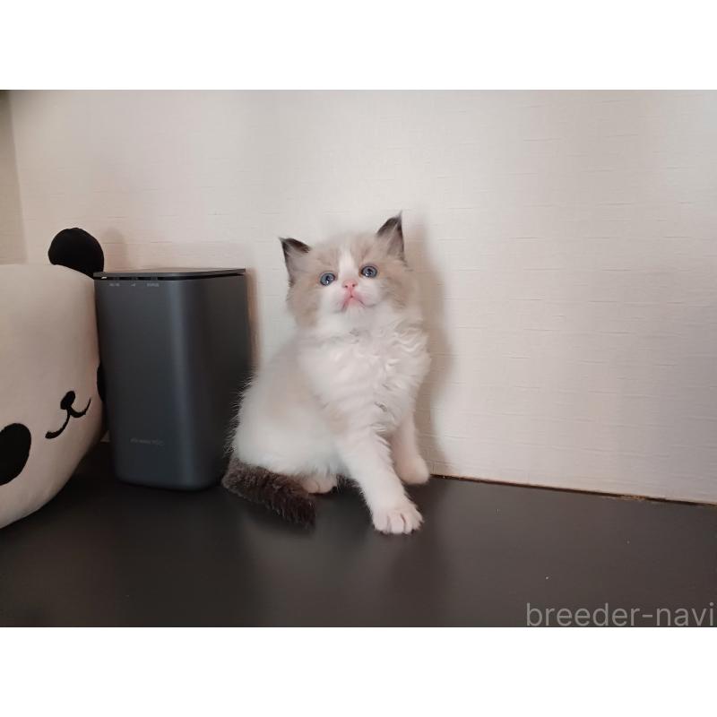 販売中の東京都のラグドール-136202の9枚目