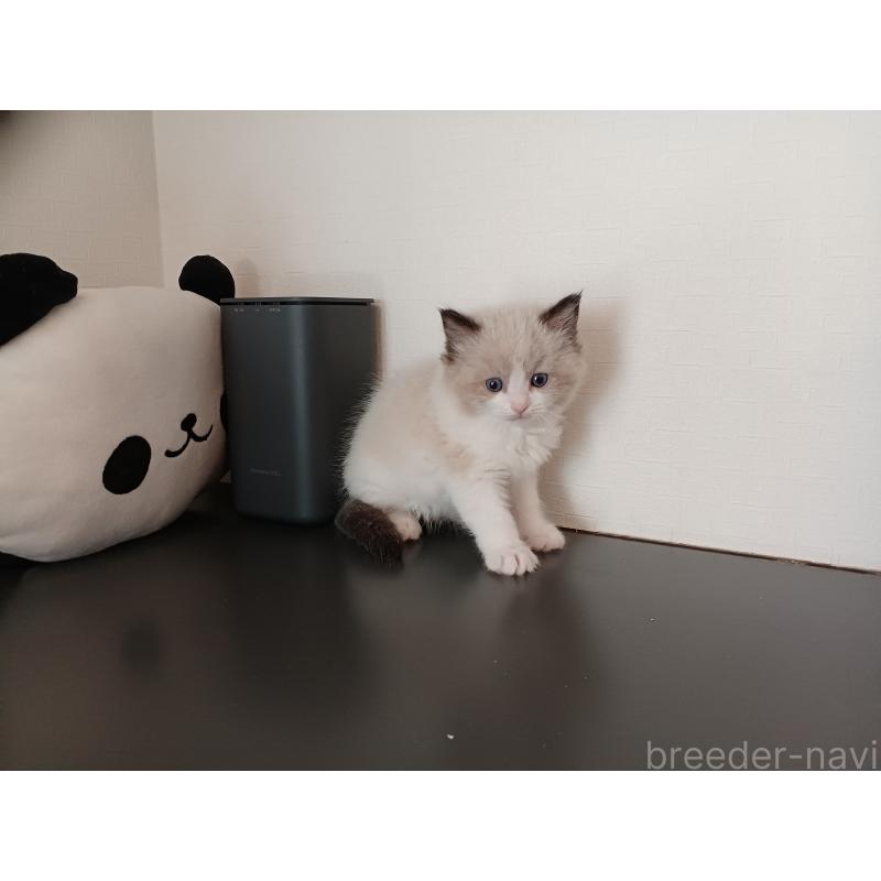 販売中の東京都のラグドール-136202の8枚目