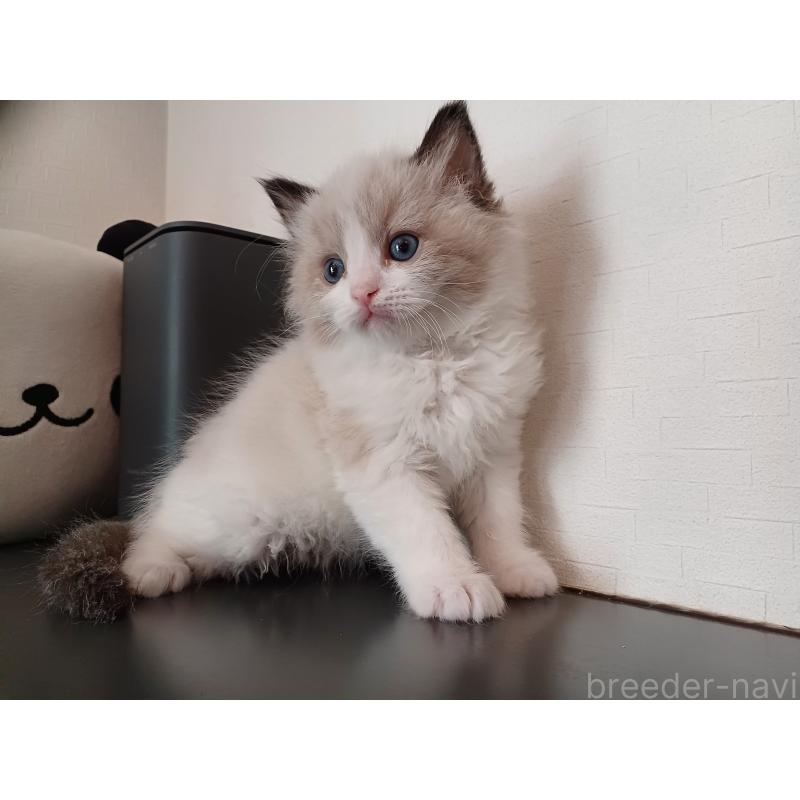 販売中の東京都のラグドール-136202の7枚目