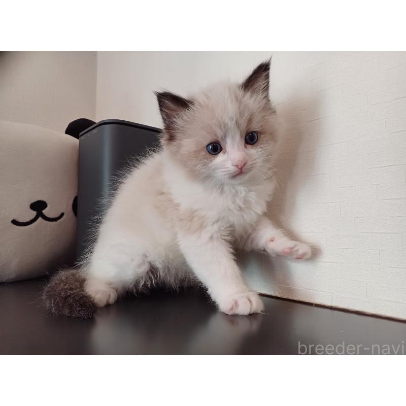 販売中の東京都のラグドール-136202の6枚目